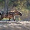 Hyena skvrnita - Crocuta crocuta - Spotted Hyena o8227
